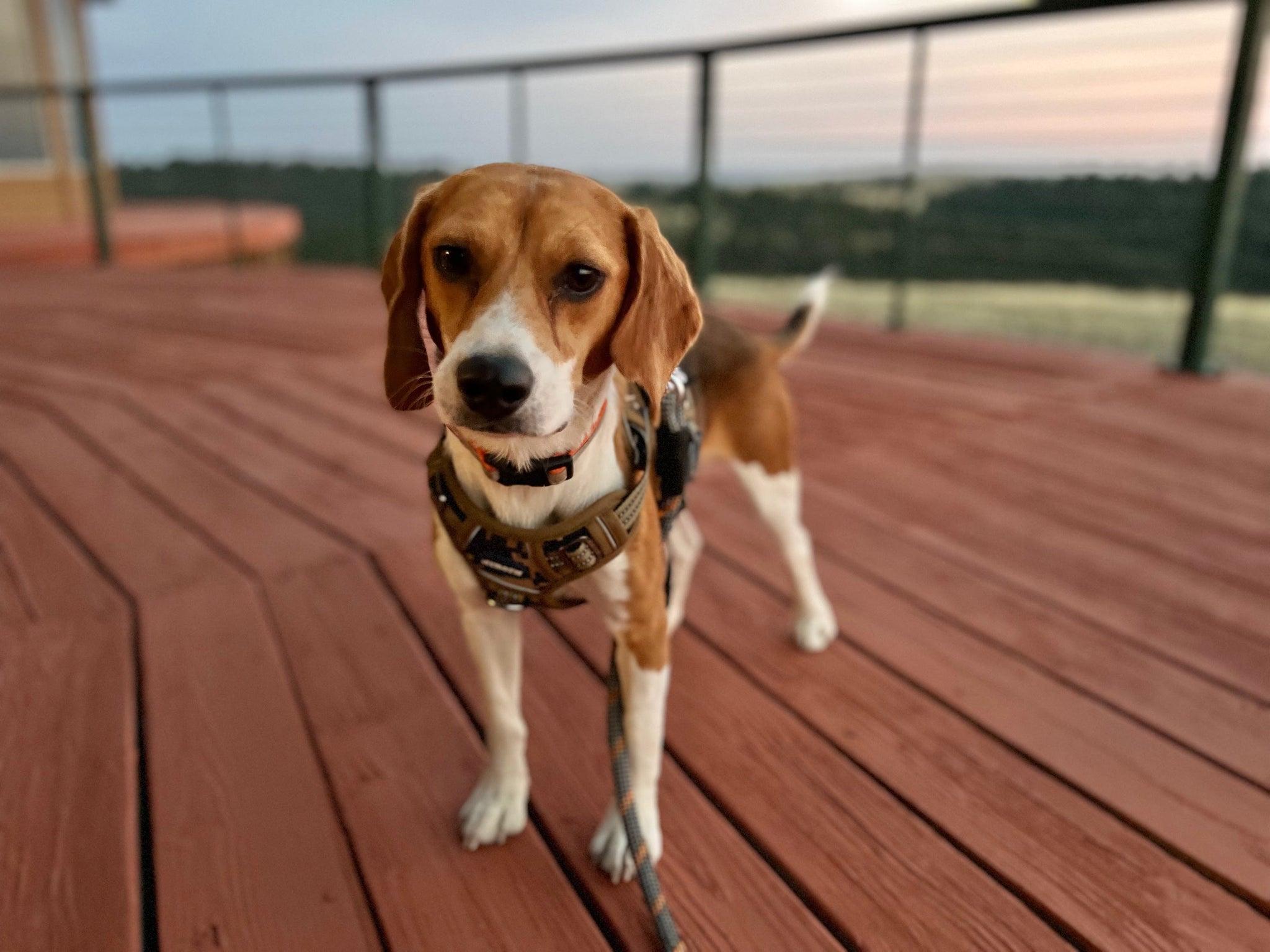From Laboratory Life to Loving Homes: Understanding and Supporting Former Research Beagles