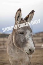 Load image into Gallery viewer, Kindness Caretaker
