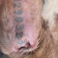 Support Operation: Freedom Fetchers